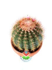 Melocactus  Broadwayi DEV BOY-NADİR TÜR-MÜKEMMEL FORM- BAŞKA YERDE YOK 17 cm saksıda Yetişkin Kaktüs