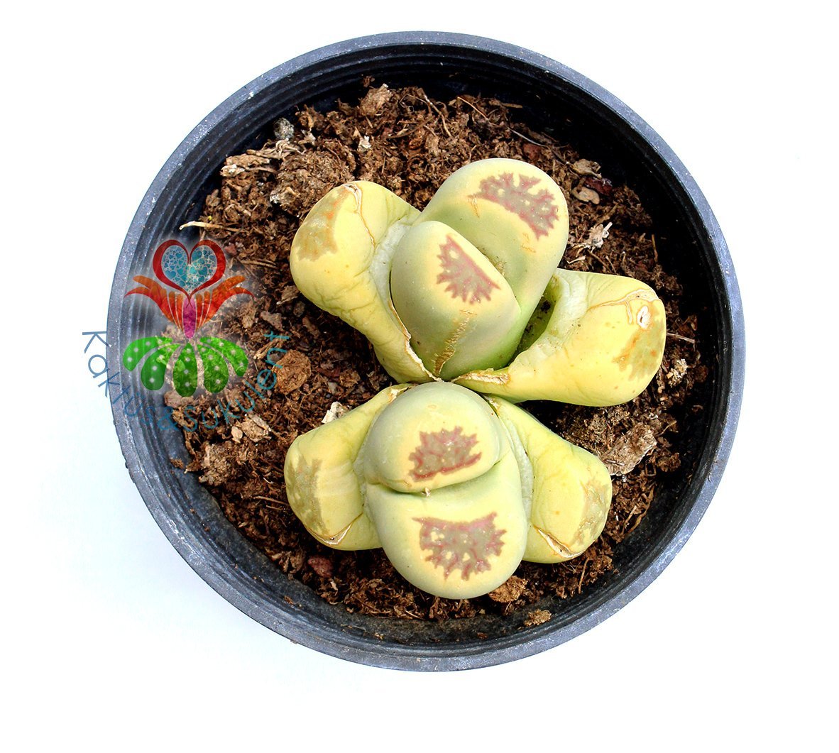 Lithops Dorotheae -8,5 cm Saksıda Büyük Boy Yaşayan Taş Kaktüs-Altıntaş-Sarı Renk Çiçek Açar-Litops