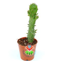 Kaktüs,Opuntia Monacantha var. Variegata -Güneşte Pembeleşir- 5,5 cm saksıda