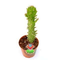 Kaktüs,Opuntia Monacantha var. Variegata -Güneşte Pembeleşir- 5,5 cm saksıda