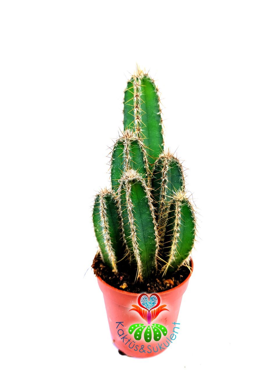 Mavi Kaktüs, Cereus Forbesii - 1 Saksıda En Az 3 Adet- 5,5 cm Saksıda- Kare Profilli