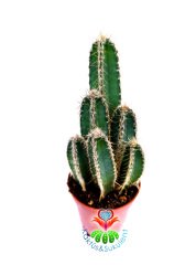 Mavi Kaktüs, Cereus Forbesii - 1 Saksıda En Az 3 Adet- 5,5 cm Saksıda- Kare Profilli