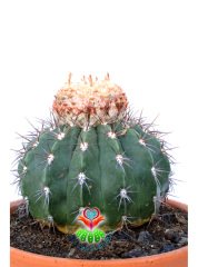 Melocactus Salvadorensis Yetişkin Nadir Tür Başka Yerde Yok 17 cm saksıda Şapkalı Kaktüs
