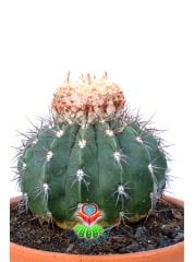 Melocactus Salvadorensis Yetişkin Nadir Tür Başka Yerde Yok 17 cm saksıda Şapkalı Kaktüs