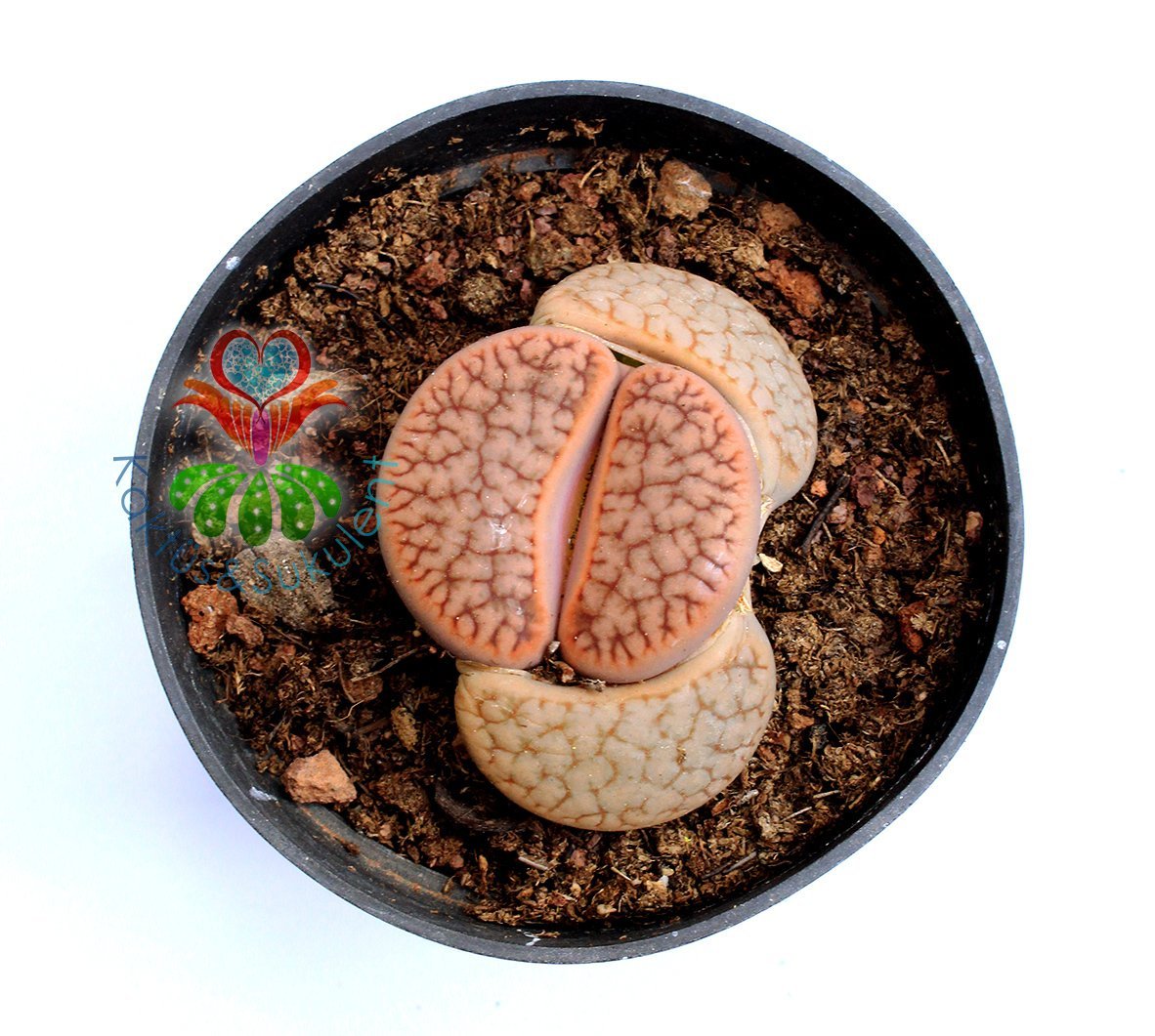 Lithops Aucampiae-8,5 cm Saksıda Büyük Boy Yaşayan Taş Kaktüs-Altıntaş-Sarı Renk Çiçek Açar-Litops