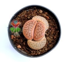 Lithops Aucampiae-8,5 cm Saksıda Büyük Boy Yaşayan Taş Kaktüs-Altıntaş-Sarı Renk Çiçek Açar-Litops