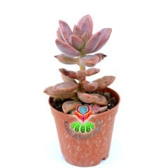 Sukulent, Sedum Bronze Delight -Güneşte Pembe Renk Tonlarında 5,5 cm Saksıda