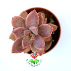 Sukulent, Sedum Bronze Delight -Güneşte Pembe Renk Tonlarında 5,5 cm Saksıda