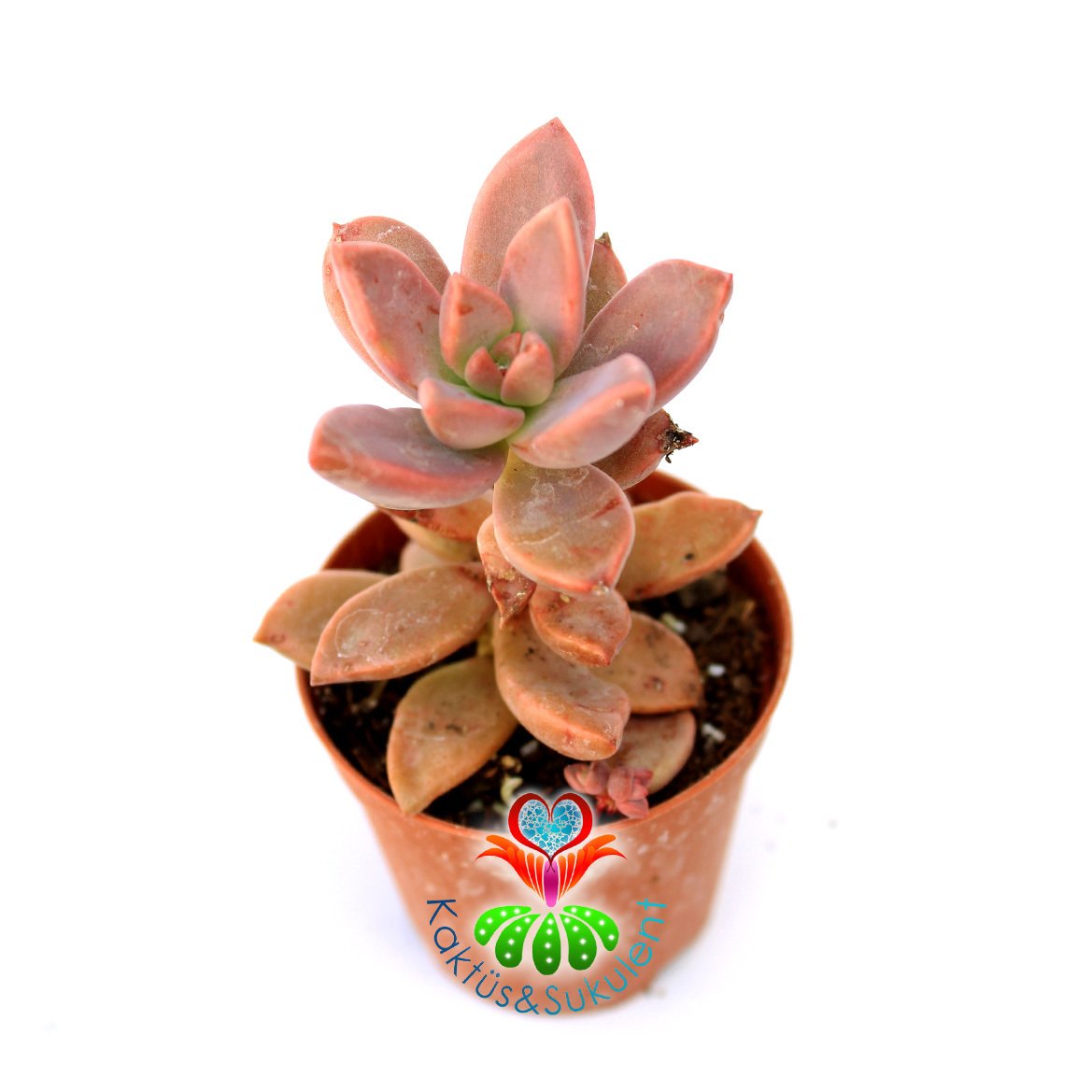 Sukulent, Sedum Bronze Delight -Güneşte Pembe Renk Tonlarında 5,5 cm Saksıda