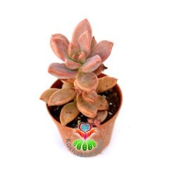 Sukulent, Sedum Bronze Delight -Güneşte Pembe Renk Tonlarında 5,5 cm Saksıda