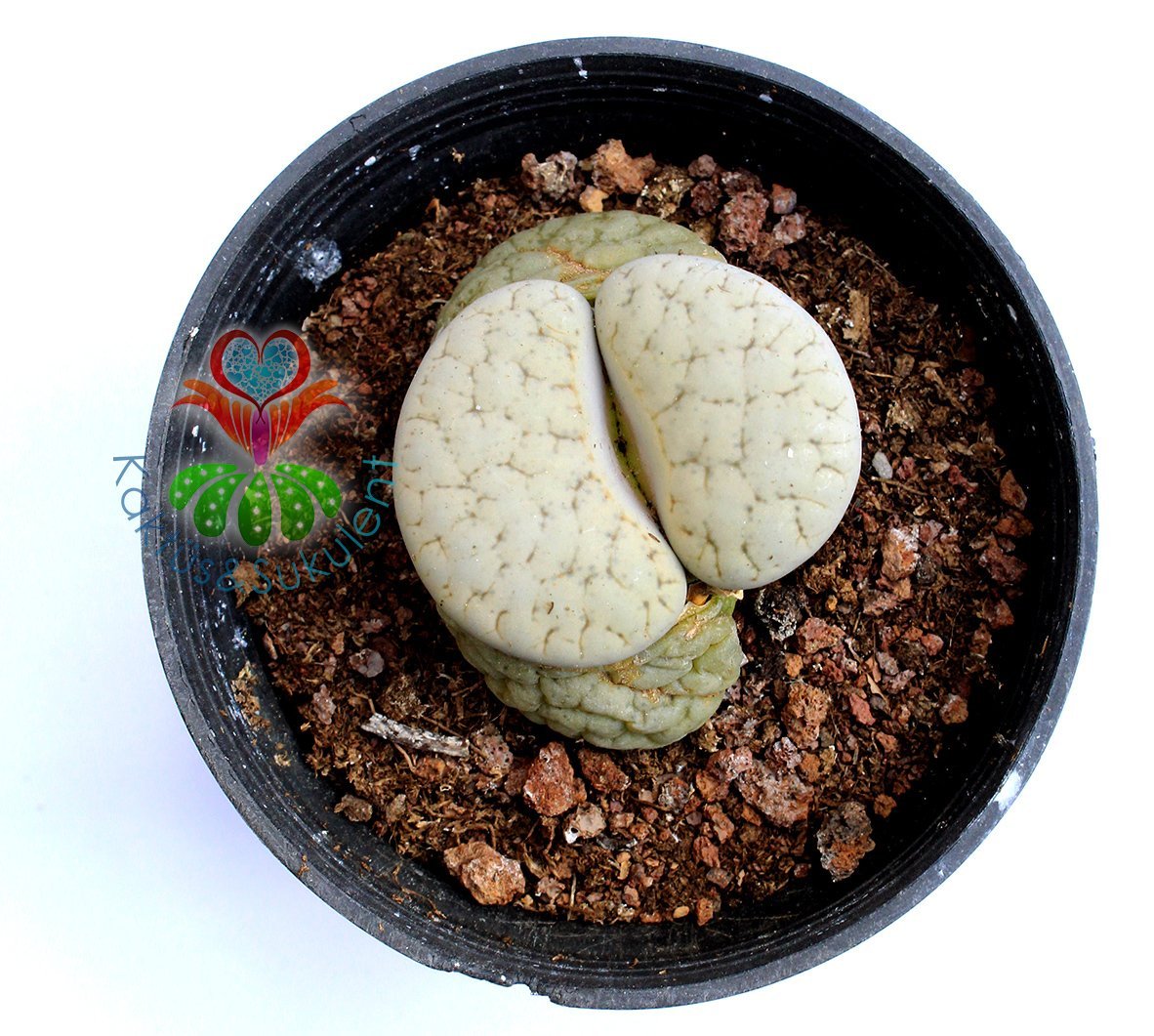 Lithops Pseudotruncatella-8,5 cm Saksıda Büyük Boy Yaşayan Taş Kaktüs-Altıntaş-Sarı Renk Çiçek Açar