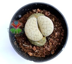 Lithops Pseudotruncatella-8,5 cm Saksıda Büyük Boy Yaşayan Taş Kaktüs-Altıntaş-Sarı Renk Çiçek Açar