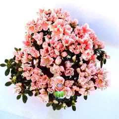Açelya Çiçeği - Azalea Japonica Plant -Muhteşem Pembe-Beyaz Renk Çiçekli 15 cm Saksıda Büyük Boy Bol Çiçekli- Bakımı Kolay