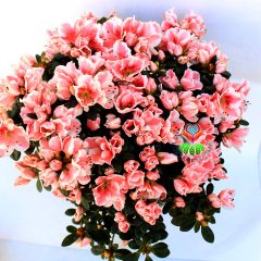 Açelya Çiçeği - Azalea Japonica Plant -Muhteşem Pembe-Beyaz Renk Çiçekli 15 cm Saksıda Büyük Boy Bol Çiçekli- Bakımı Kolay