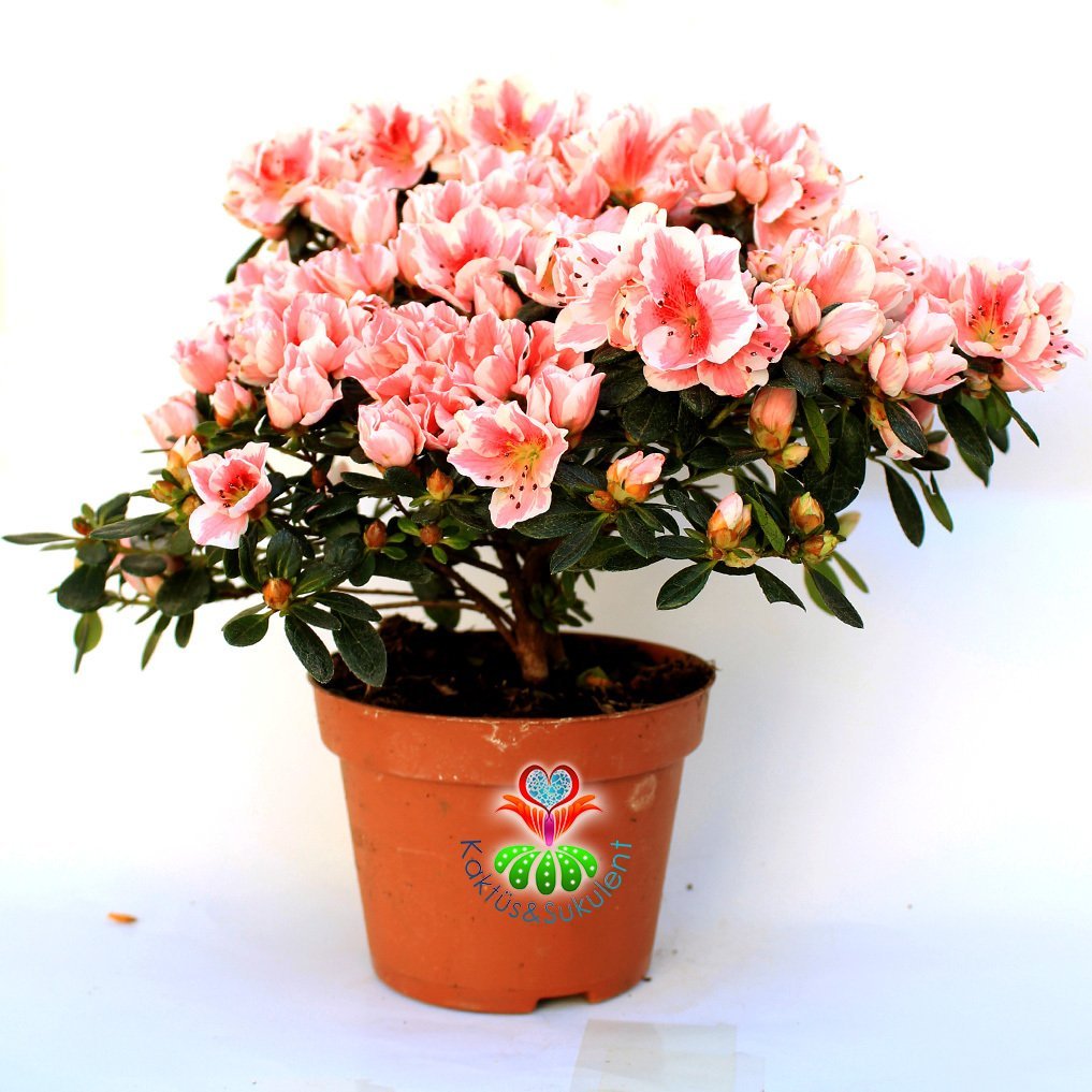 Açelya Çiçeği - Azalea Japonica Plant -Muhteşem Pembe-Beyaz Renk Çiçekli 15 cm Saksıda Büyük Boy Bol Çiçekli- Bakımı Kolay