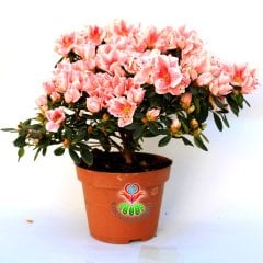 Açelya Çiçeği - Azalea Japonica Plant -Muhteşem Pembe-Beyaz Renk Çiçekli 15 cm Saksıda Büyük Boy Bol Çiçekli- Bakımı Kolay