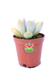 Pachyveria Rough Hybrid Tür 5,5 cm Saksılı Nadir  Sukulent