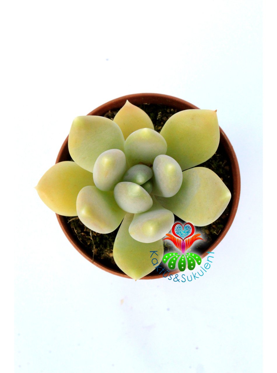 Pachyveria Rough Hybrid Tür 5,5 cm Saksılı Nadir  Sukulent