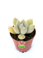 Pachyveria Rough Hybrid Tür 5,5 cm Saksılı Nadir  Sukulent