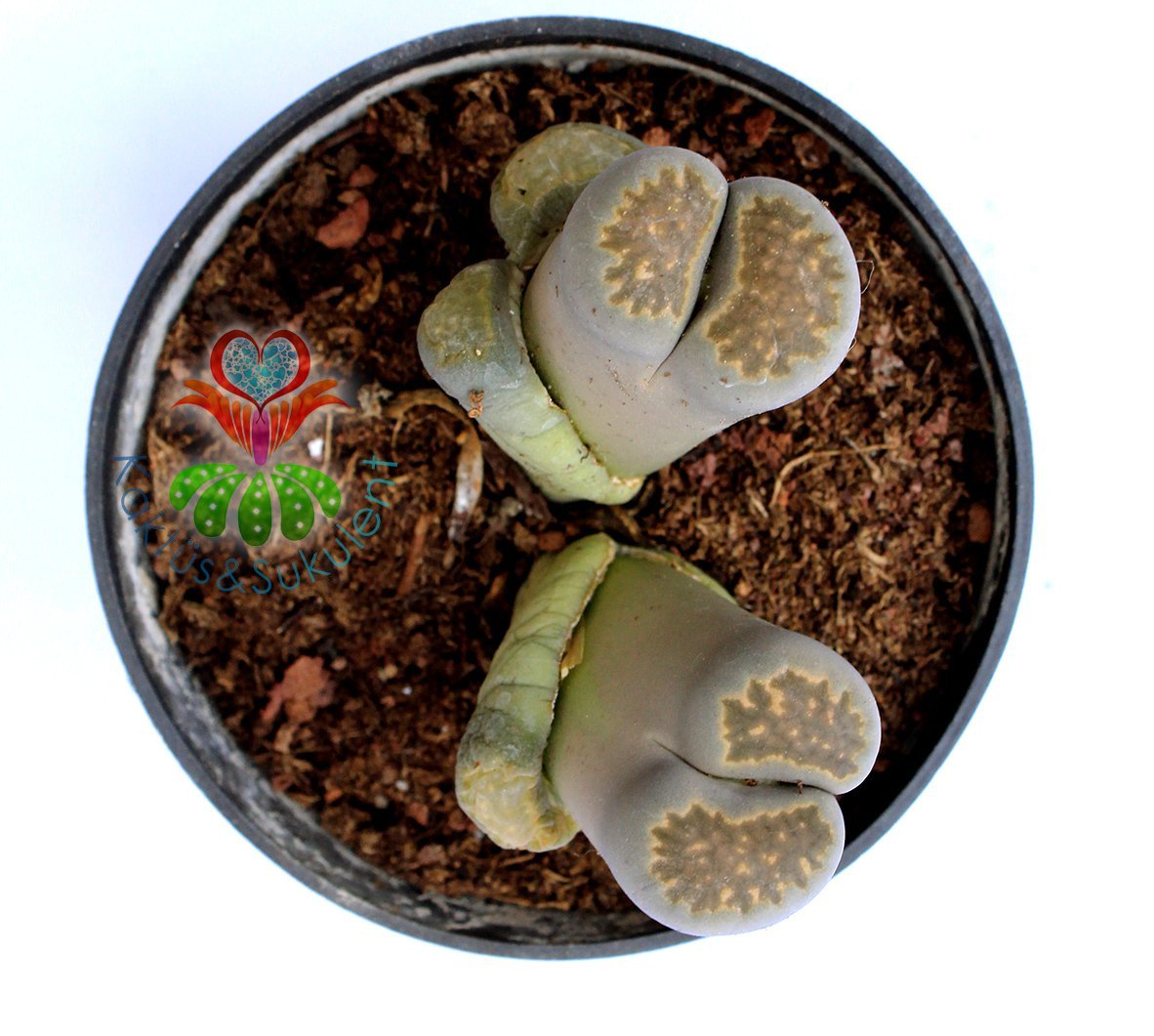 Lithops Hallii -8,5 cm Saksıda Büyük Boy Yaşayan Taş Kaktüs-Altıntaş-Sarı Renk Çiçek Açar