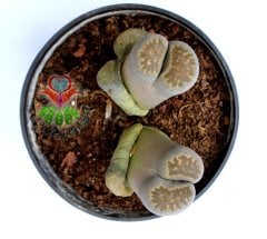 Lithops Hallii -8,5 cm Saksıda Büyük Boy Yaşayan Taş Kaktüs-Altıntaş-Sarı Renk Çiçek Açar