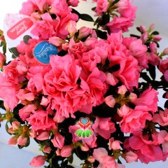 Açelya Çiçeği - Azalea Japonica Plant -Muhteşem Pembe Renk Çiçekli 15 cm Saksıda Büyük Boy Bol Çiçekli- Bakımı Kolay