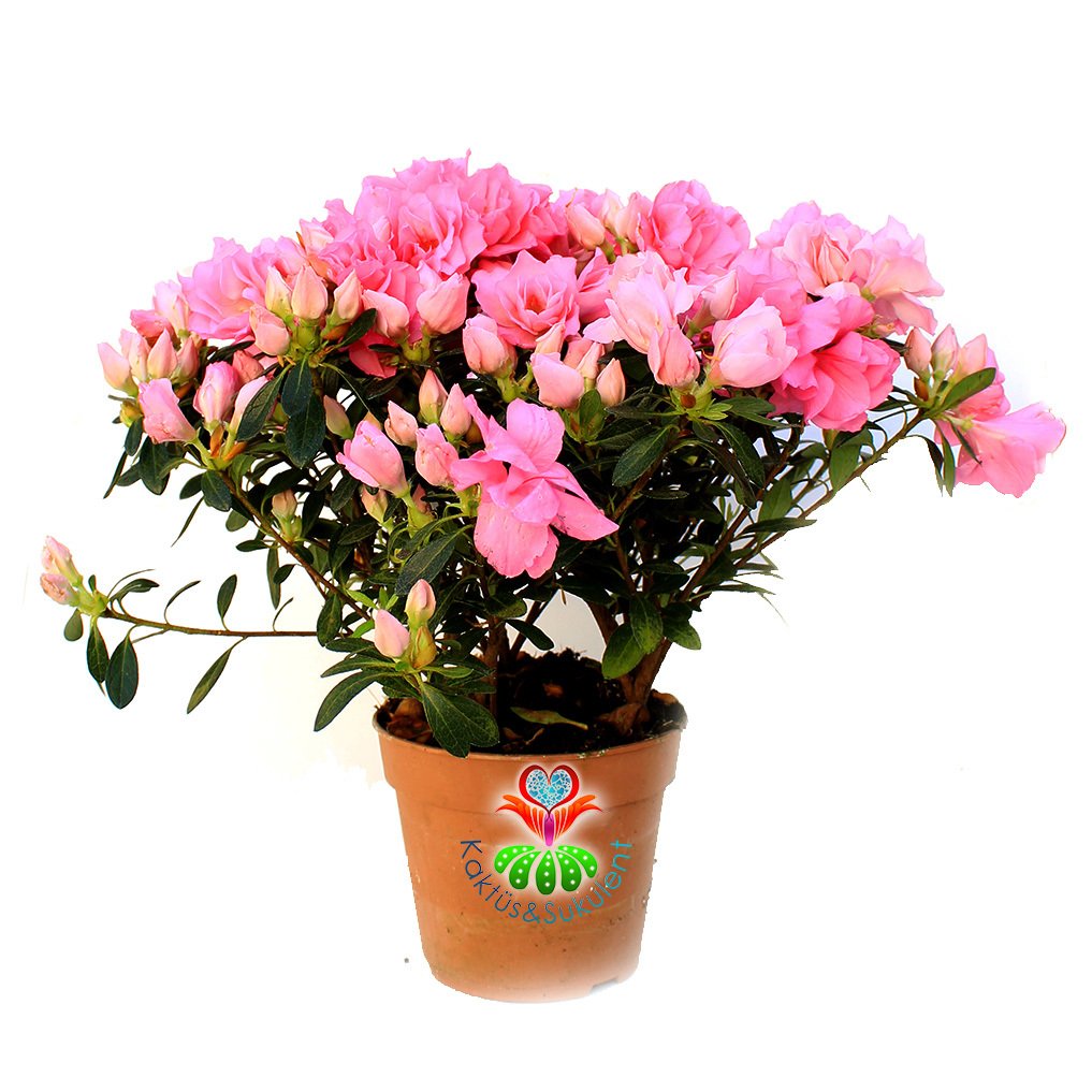 Açelya Çiçeği - Azalea Japonica Plant -Muhteşem Pembe Renk Çiçekli 15 cm Saksıda Büyük Boy Bol Çiçekli- Bakımı Kolay