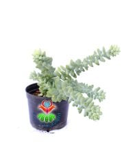 Sedum Burrito -Maymun Kuyruğu,Sarkan tür- 8,5 cm saksıda