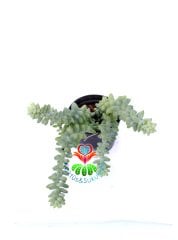Sedum Burrito -Maymun Kuyruğu,Sarkan tür- 8,5 cm saksıda