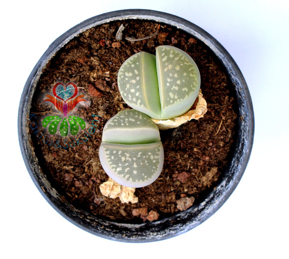 Lithops Salicola -8,5 cm Saksıda Büyük Boy Yaşayan Taş Kaktüs-Altıntaş-Sarı Renk Çiçek Açar