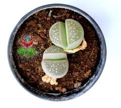 Lithops Salicola -8,5 cm Saksıda Büyük Boy Yaşayan Taş Kaktüs-Altıntaş-Sarı Renk Çiçek Açar