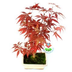 Acer Bonsai-Doğal Kırmızı Renk Yapraklı Akçaağaç 30 cm Yükseklik 15 cm Saksıda