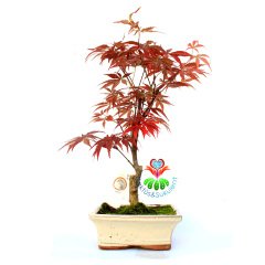 Acer Bonsai-Doğal Kırmızı Renk Yapraklı Akçaağaç 30 cm Yükseklik 15 cm Saksıda