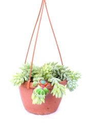 Sedum Morganianum Maymun Kuyruğu Sarkan Sukulent Askılı 17 cm Saksıda