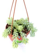 Sedum Morganianum Maymun Kuyruğu Sarkan Sukulent Askılı 17 cm Saksıda