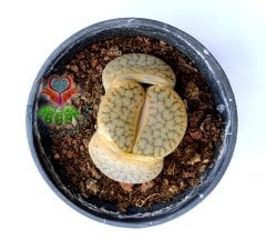 Lithops Hookeri -8,5 cm Saksıda Büyük Boy Yaşayan Taş Kaktüs-Altıntaş-Sarı Renk Çiçek Açar