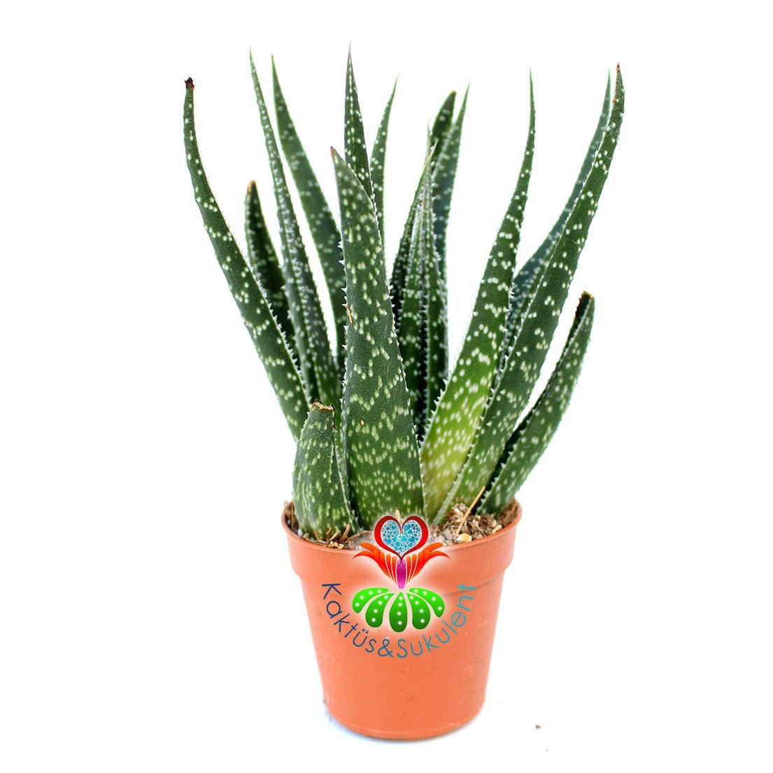 Aloe Aristata -Yumuşak Uzun Yapraklı Testere Çiçeği 5,5 cm Saksı Dolusu- 8 cm Uzunluğunda-İthal