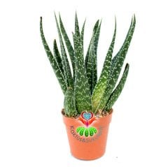 Aloe Aristata -Yumuşak Uzun Yapraklı Testere Çiçeği 5,5 cm Saksı Dolusu- 8 cm Uzunluğunda-İthal
