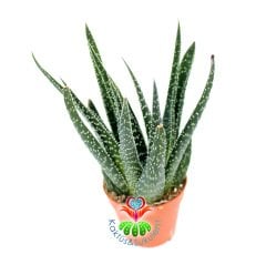 Aloe Aristata -Yumuşak Uzun Yapraklı Testere Çiçeği 5,5 cm Saksı Dolusu- 8 cm Uzunluğunda-İthal