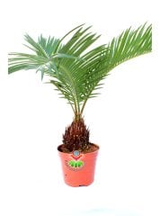 Gerçek Hava Temizleyeci,Mini Cycas Revoluta, Sagu Palmiyesi -8 cm saksıda- Ofis Ev Hava Temizleyici