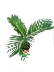 Gerçek Hava Temizleyeci,Mini Cycas Revoluta, Sagu Palmiyesi -8 cm saksıda- Ofis Ev Hava Temizleyici