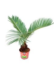 Gerçek Hava Temizleyeci,Mini Cycas Revoluta, Sagu Palmiyesi -8 cm saksıda- Ofis Ev Hava Temizleyici