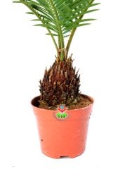 Gerçek Hava Temizleyeci,Mini Cycas Revoluta, Sagu Palmiyesi -8 cm saksıda- Ofis Ev Hava Temizleyici