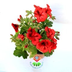 Ceylan Gözü Sardunya Çiçeği-Pelargonium Grandiflorum- 12 cm Saksıda -Mükemmel Kırmızı Tonlarında Çiçekli