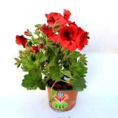 Ceylan Gözü Sardunya Çiçeği-Pelargonium Grandiflorum- 12 cm Saksıda -Mükemmel Kırmızı Tonlarında Çiçekli
