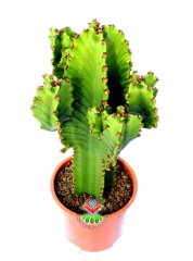 Dev Kaktüs,Euphorbia Ingens-Mükemmel Form 70 cm Uzunluğunda -19 cm Saksıda,Çok Şık Ofis Cactus
