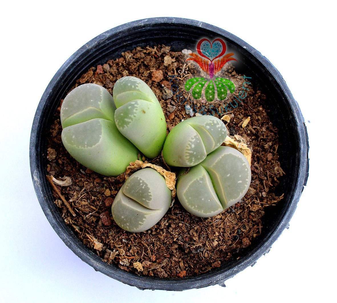 Lithops Olivacea C112-8,5 cm Saksıda Büyük Boy Yaşayan Taş Kaktüs-Altıntaş-Sarı Renk Çiçek Açar