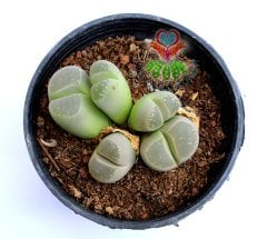 Lithops Olivacea C112-8,5 cm Saksıda Büyük Boy Yaşayan Taş Kaktüs-Altıntaş-Sarı Renk Çiçek Açar