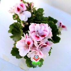 Ceylan Gözü Sardunya Çiçeği- Pelargonium Grandiflorum - 12 cm Saksıda -Mükemmel Beyaz- Pembe Tonlarında Çiçekli