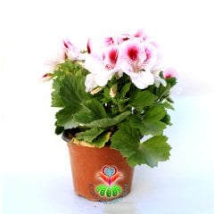 Ceylan Gözü Sardunya Çiçeği- Pelargonium Grandiflorum - 12 cm Saksıda -Mükemmel Beyaz- Pembe Tonlarında Çiçekli